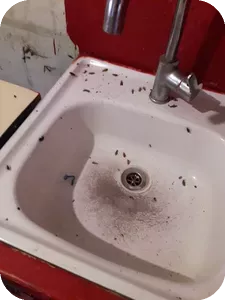Уничтожили тараканов в частном доме
